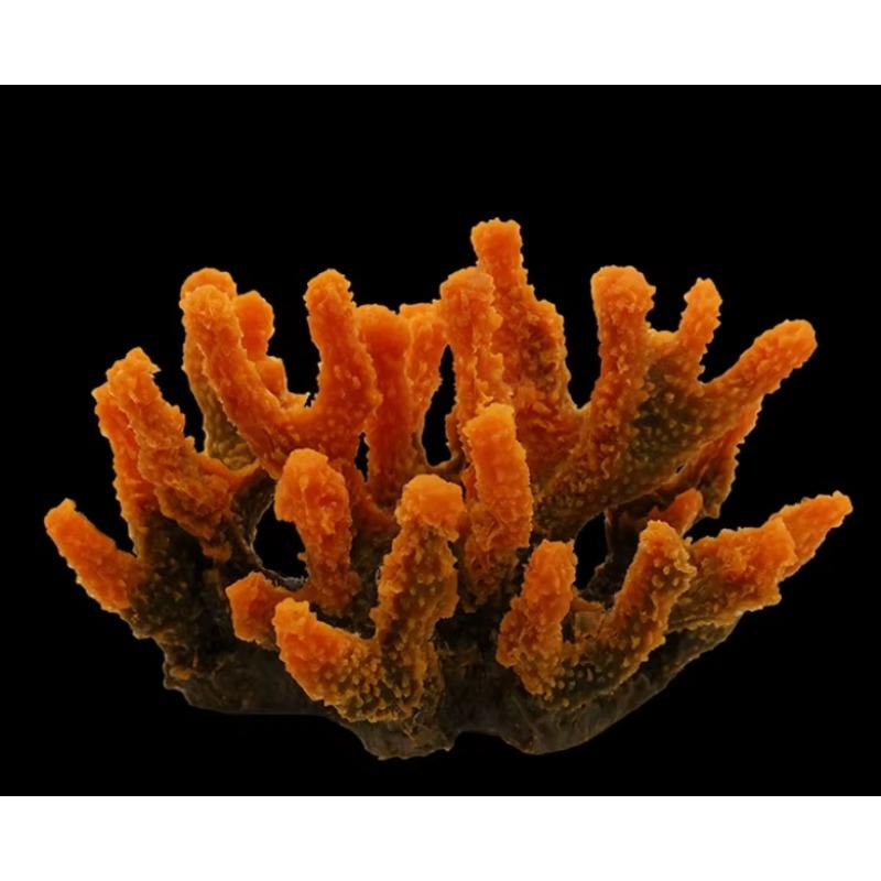 Dekorasi Akuarium Terumbu Kara - Aquarium Marine Rock ulasan dan harga