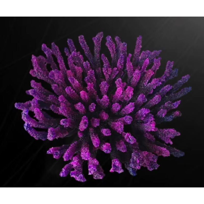 Dekorasi Akuarium Terumbu Kara - Aquarium Marine Rock ulasan dan harga