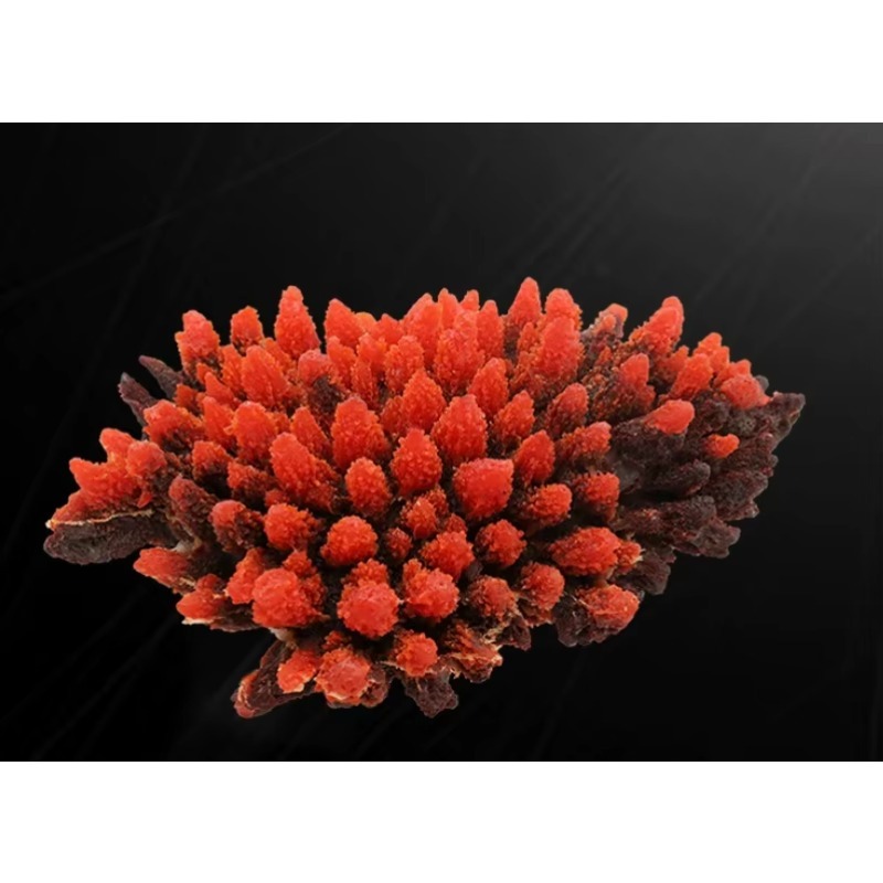 Dekorasi Akuarium Terumbu Kara - Aquarium Marine Rock ulasan dan harga