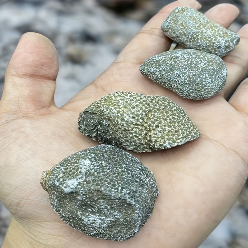 1 Buah Batu Karang Alami Cocok - Aquarium Marine Rock ulasan dan harga