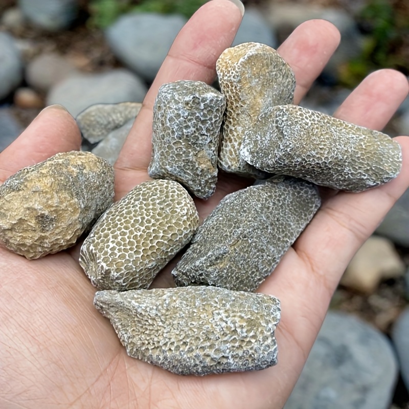 1 Buah Batu Karang Alami Cocok - Aquarium Marine Rock ulasan dan harga